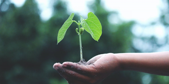 Ein Baum in der Hand einer Person