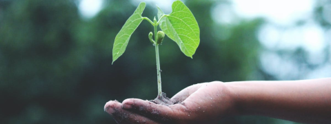 Ein Baum in der Hand einer Person