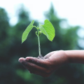 Ein Baum in der Hand einer Person